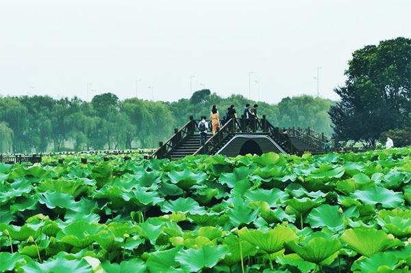 2024荷塘月色濕地公園門票優惠政策