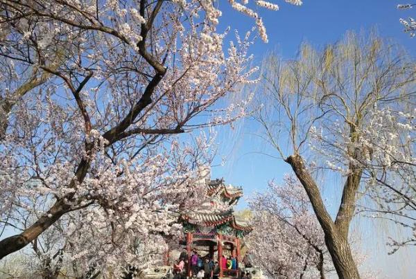 2024天津桃花節在哪里舉辦 什么時候開始
