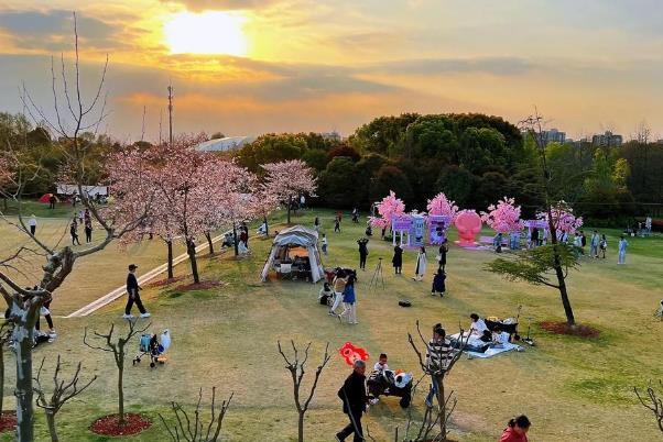 2024上海賞櫻花哪里最好 附最佳觀賞時間介紹及地點(diǎn)推薦