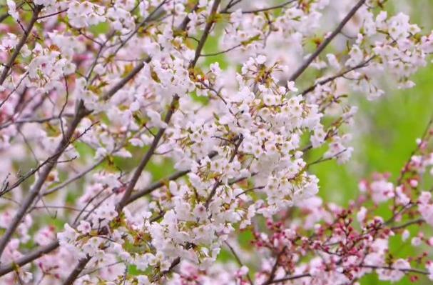 2024上海賞櫻花哪里最好 附最佳觀賞時間介紹及地點(diǎn)推薦