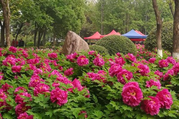 洛陽市區公交賞花路線有哪些