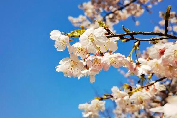 2024上海櫻花節(jié)門(mén)票多少錢(qián) 上海櫻花節(jié)攻略