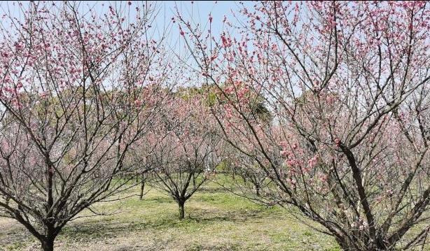 2024上海櫻花節(jié)門(mén)票多少錢(qián) 上海櫻花節(jié)攻略