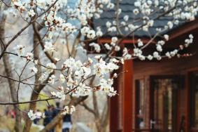 2024水長(zhǎng)城桃花開(kāi)了嗎？什么時(shí)候開(kāi)？