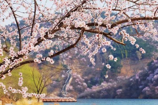 2024水長城桃花開了嗎？什么時候開？