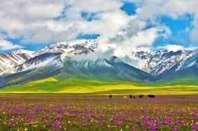 賽里木湖賞花攻略 附花名、觀賞時(shí)間、觀賞地點(diǎn)