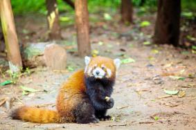 2024成都動物園門票優惠政策