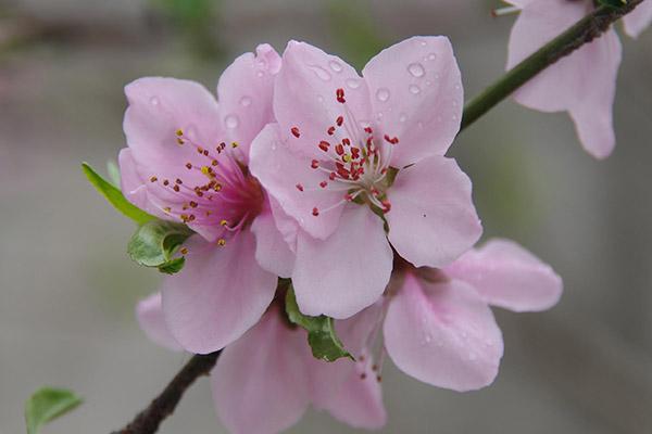 2024蘭州賞花景點和時間 蘭州賞花好去處