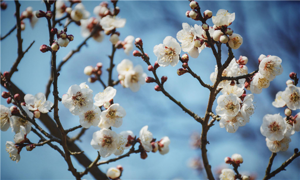 夜讀花間發(fā)誓為哪般 夜讀花間發(fā)誓為哪般(圖1)