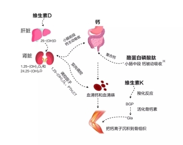 缺鈣怎么補？液體鈣有用嗎？鈣片哪個牌子好(圖2)