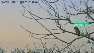 ?鳥臉識(shí)別？廣州海珠國(guó)家濕地公園解鎖生態(tài)監(jiān)測(cè)新技術(shù)
